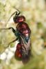 Holopyga sp.